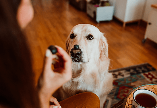 Four Healthy Dog Treats You Can Give Your Pup Image