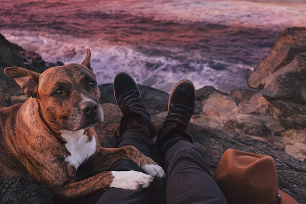 Furr-Fill-Your-Weekend-Going-to-These-Dog-Lover-Places-Blog-Image