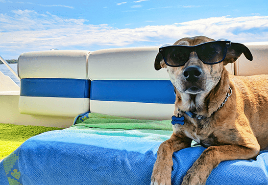 3 Tips to Keep Your Puppy Cool in Summers