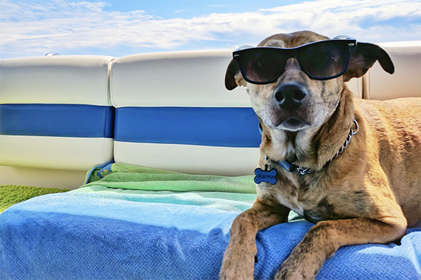 How-to-Keep-Your-Pooches-Cool-in
