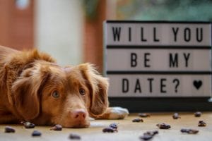 How Owning a Dog Can ACTUALLY Improve Your Dating Life