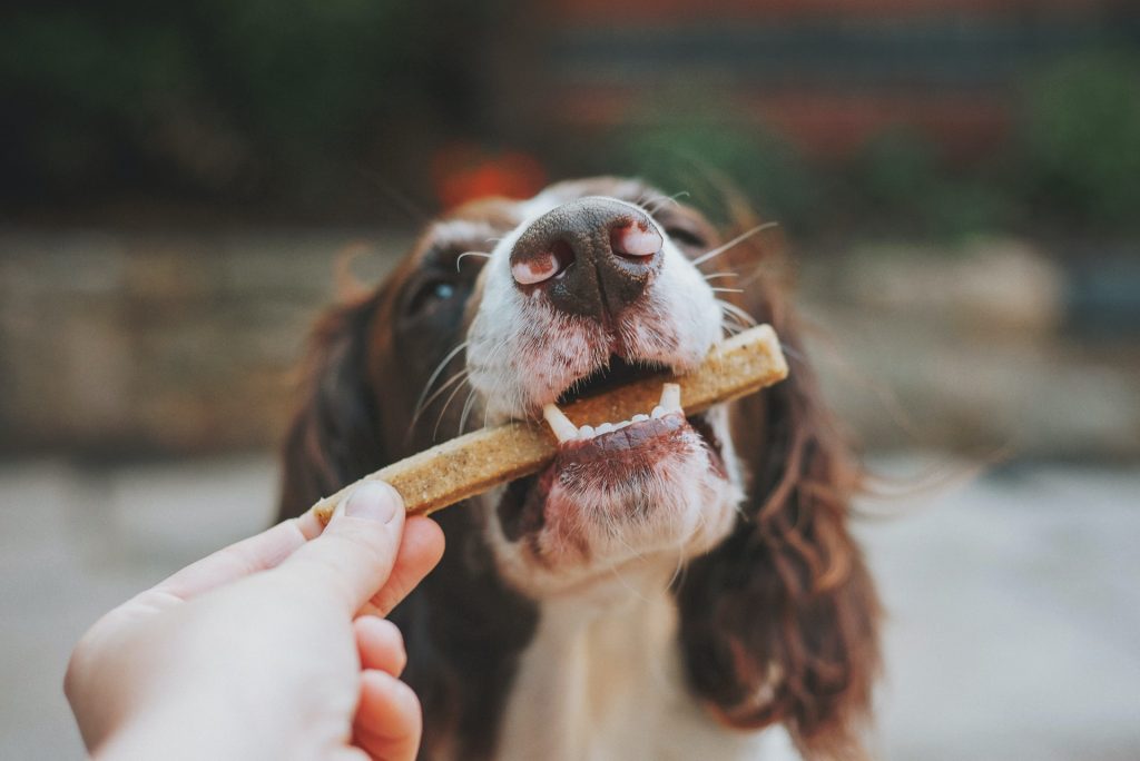 5 Foods to Avoid Giving Your Dog - Keep Your Furry Friend Safe and Healthy