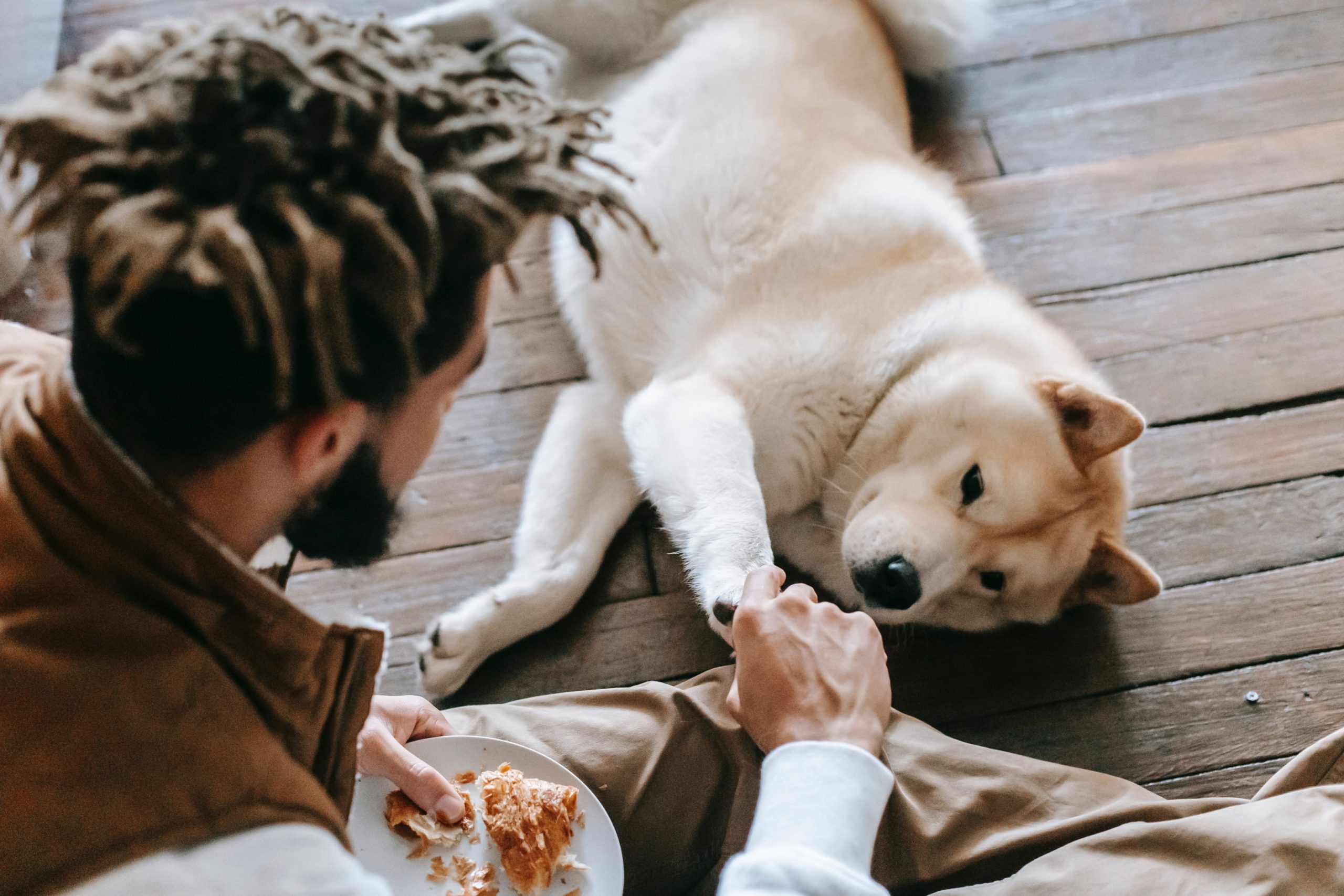 Shibu Inu lying on ground with man