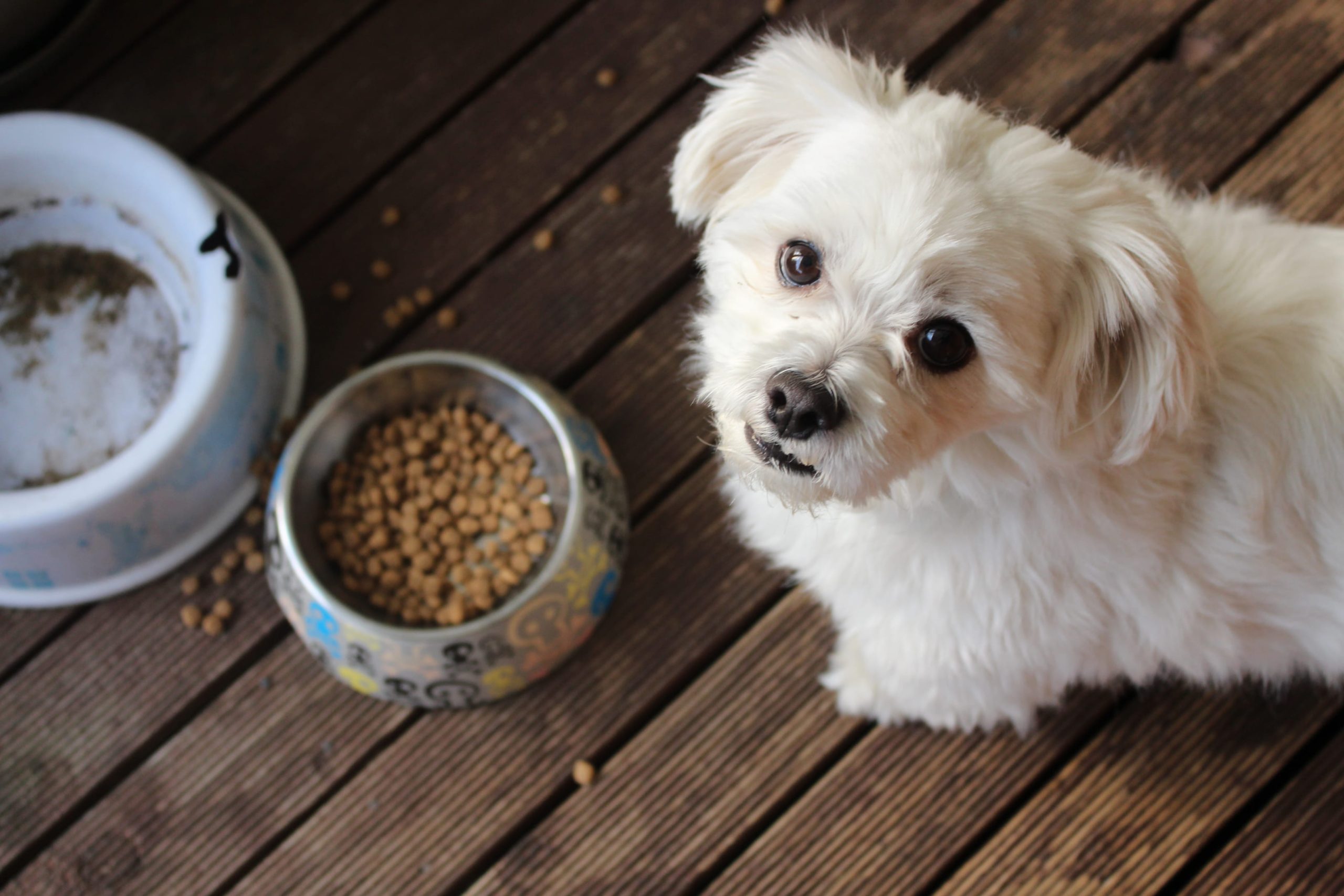 White terrier dog eating dog food