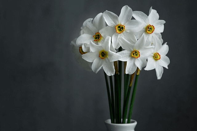 daffodils, white flowers, floral arrangement