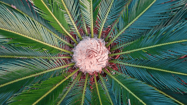 palm, florida, sago
