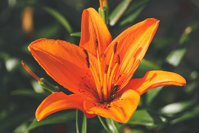 lily, flower, orange lily