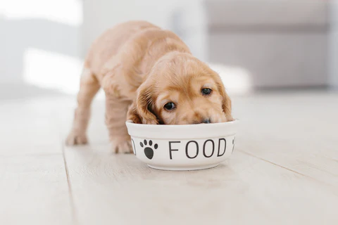 Dog eating out of food bowl.