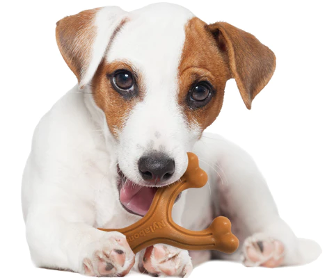 Dog chewing on Nylabone Wishbone toy.